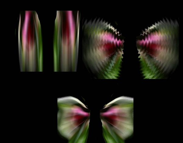 Creation of Colorful Butterfly: Step 3